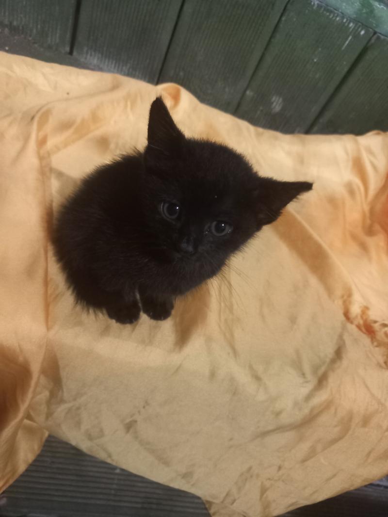 안늉... 고양이 남은 한마리 건강합니다!ㅋㅋㅋㅋ 사진 붙일게... 그보다 여기 진짜 화력 약하네... 좀 됐는데 첫번째 패이지야... 고양이는