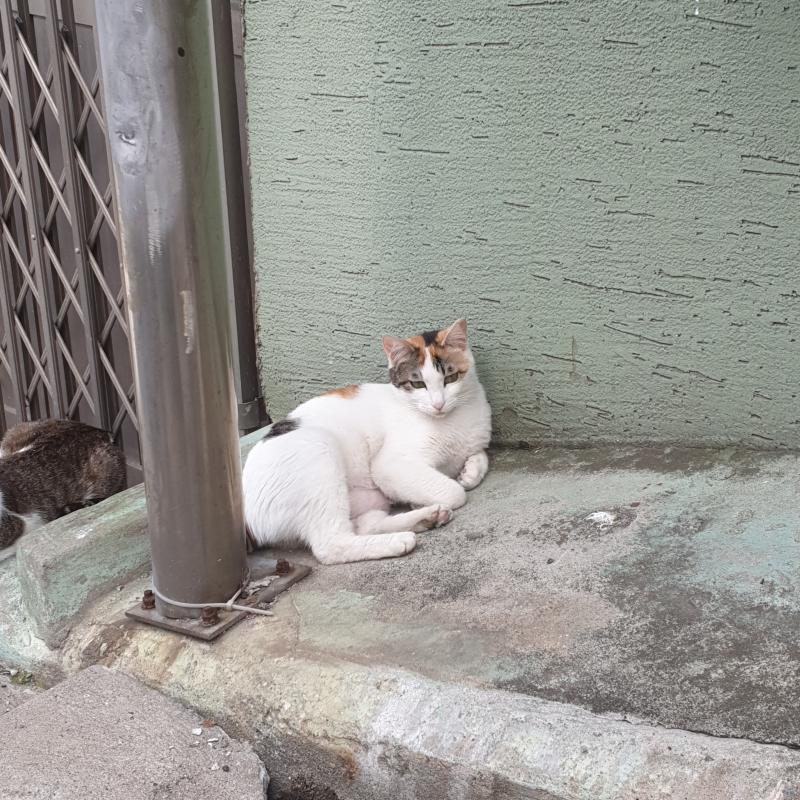 >>2 이거여?
