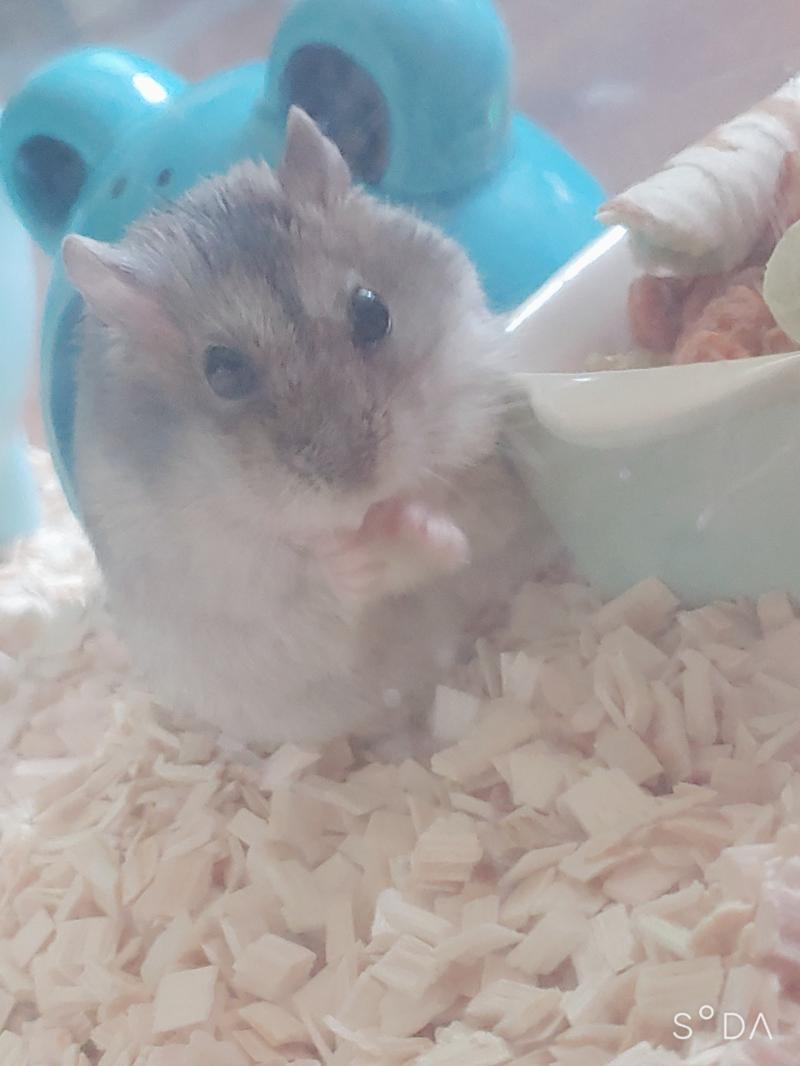 햄쥐님 실시간♥