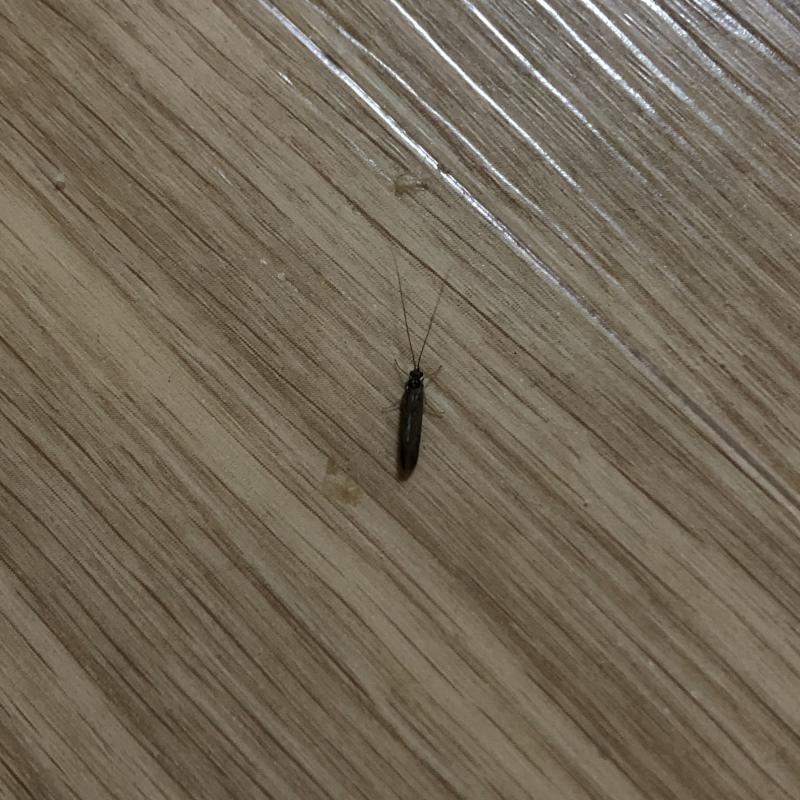 이거