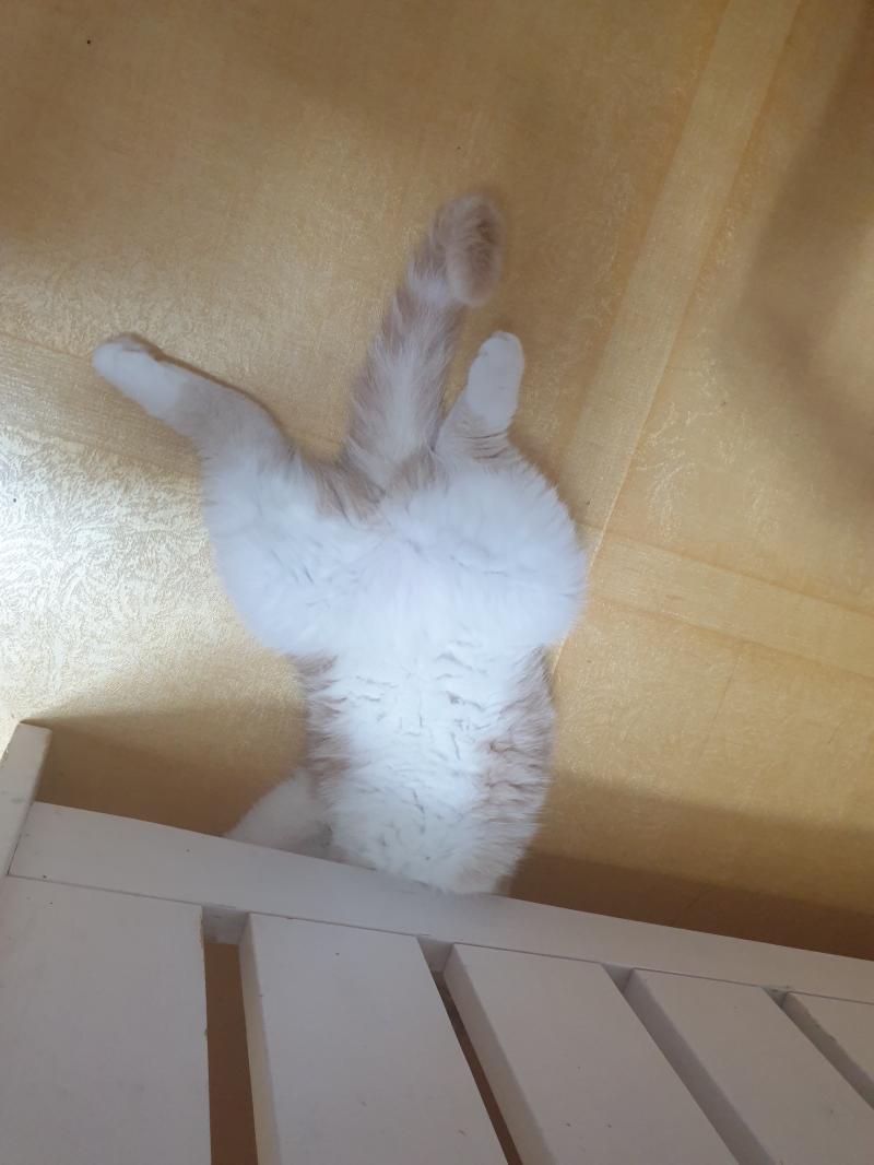 혹시 된다면 구름위의 고양이 그려줄 수 있어?