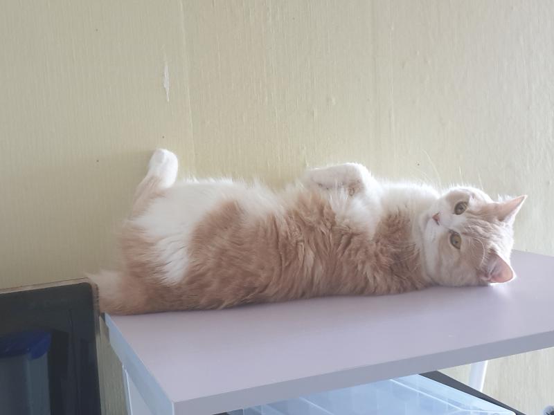 혹시 된다면 구름위의 고양이 그려줄 수 있어?