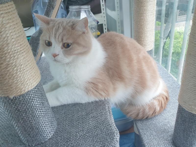 혹시 된다면 구름위의 고양이 그려줄 수 있어?
