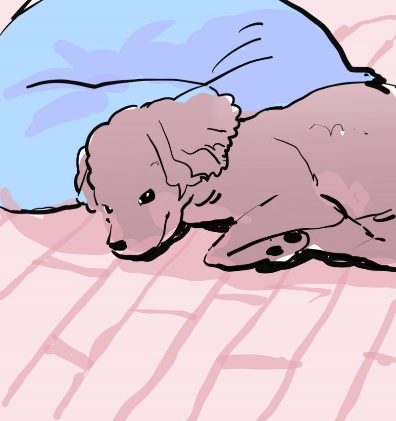 강아지
