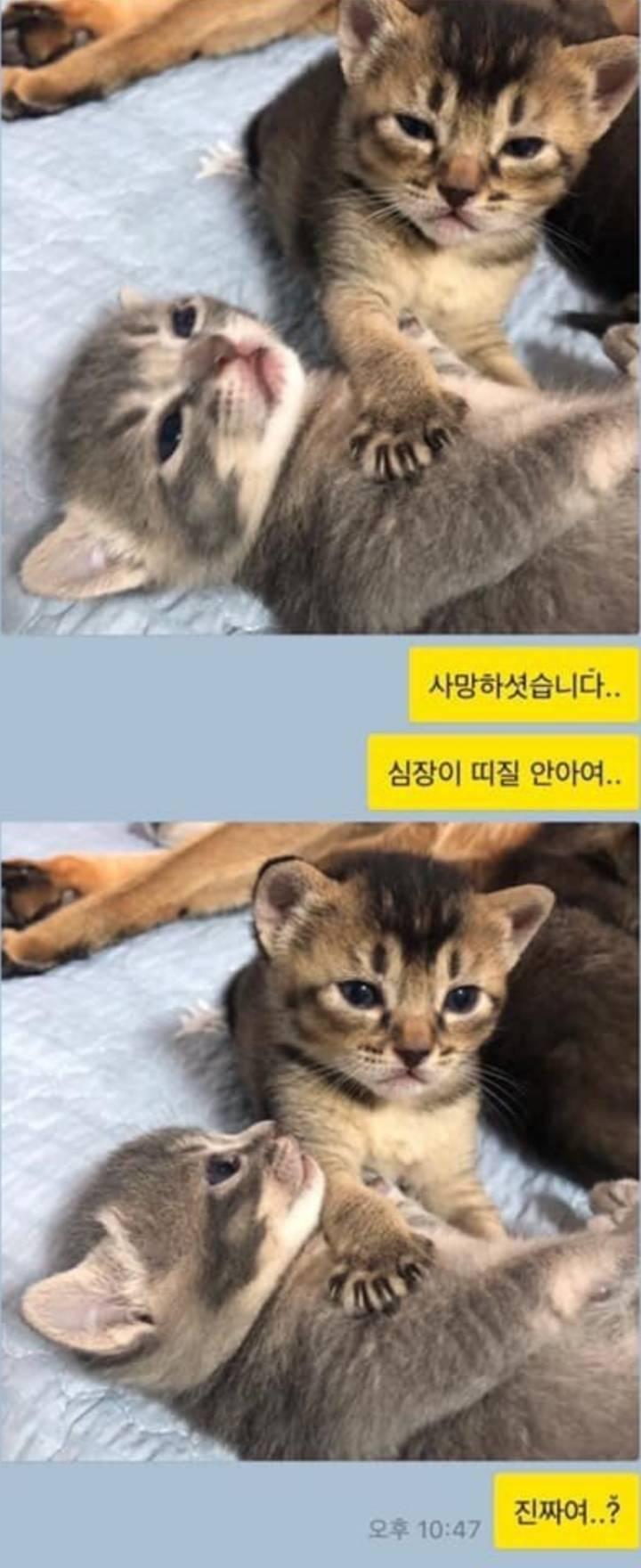 놀랍게도