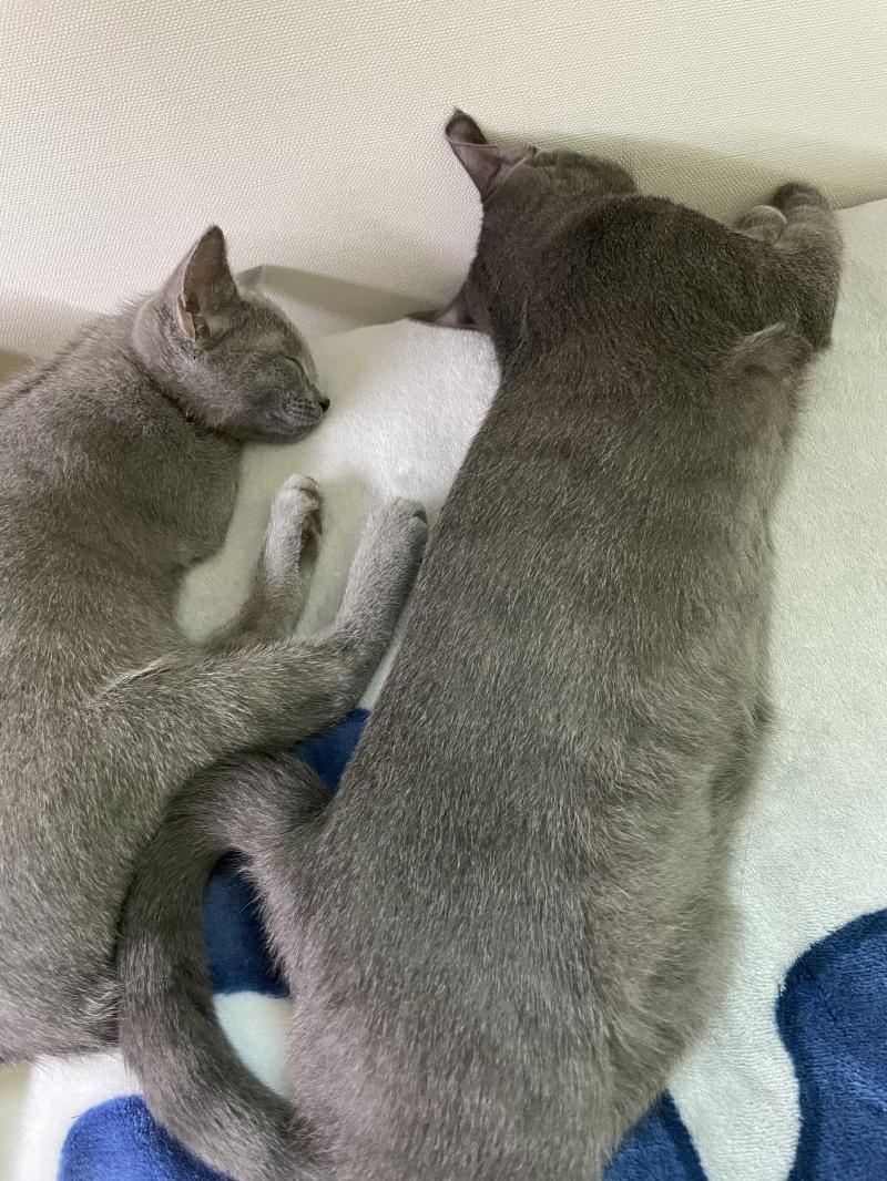 >>3 >>6 ㅋㅋㅋㅋㅋㅋ 다들 랜선푸닥푸닥해 지금 막 찍은 사진이지롱