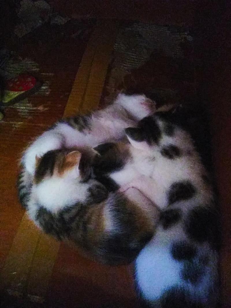 애기 고냥이랑 어미냥 ♥