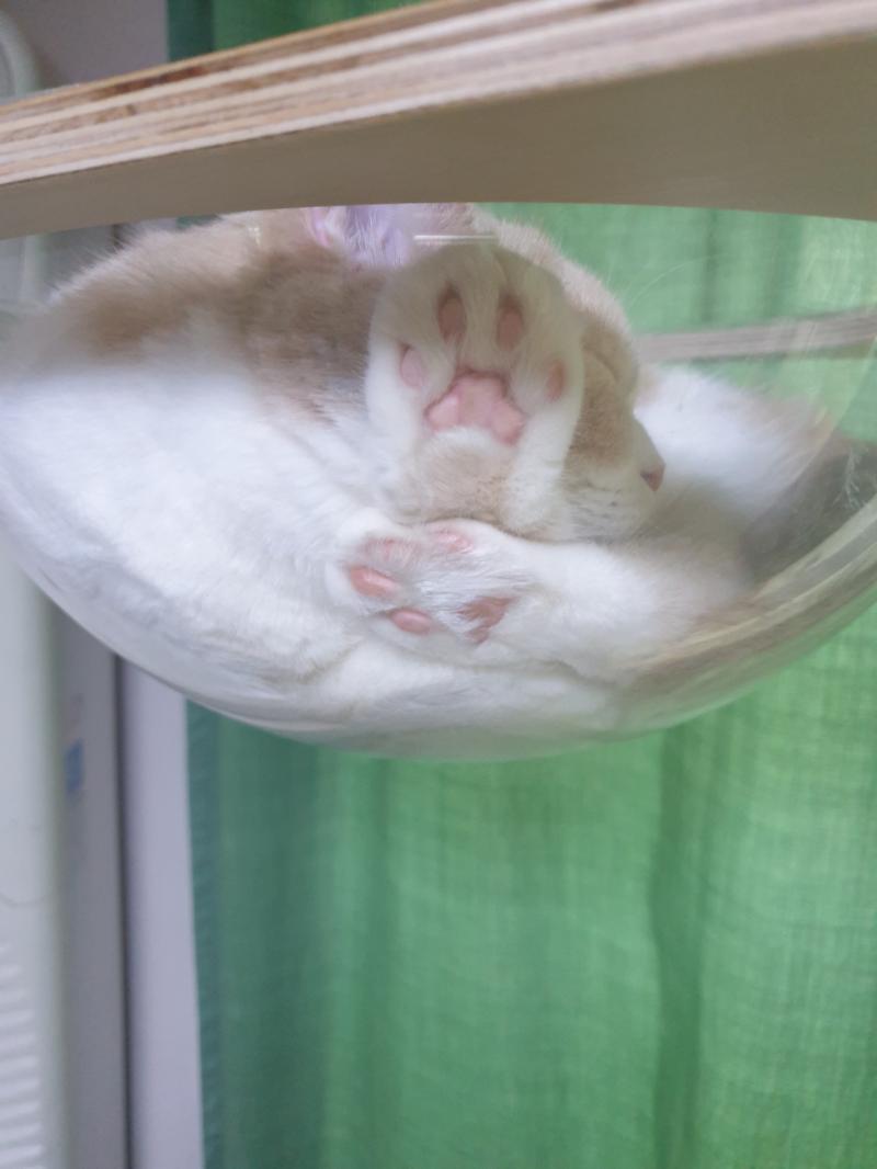 고양이 발바닥젤리 가능할까?