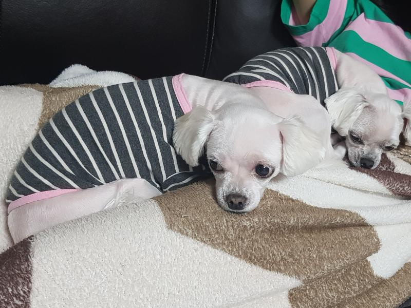 우리집은 댕댕이 세마리라서 갑자기 세금폭탄맞았잖아 ㅠㅠㅠ 아 눈물나 진짜...