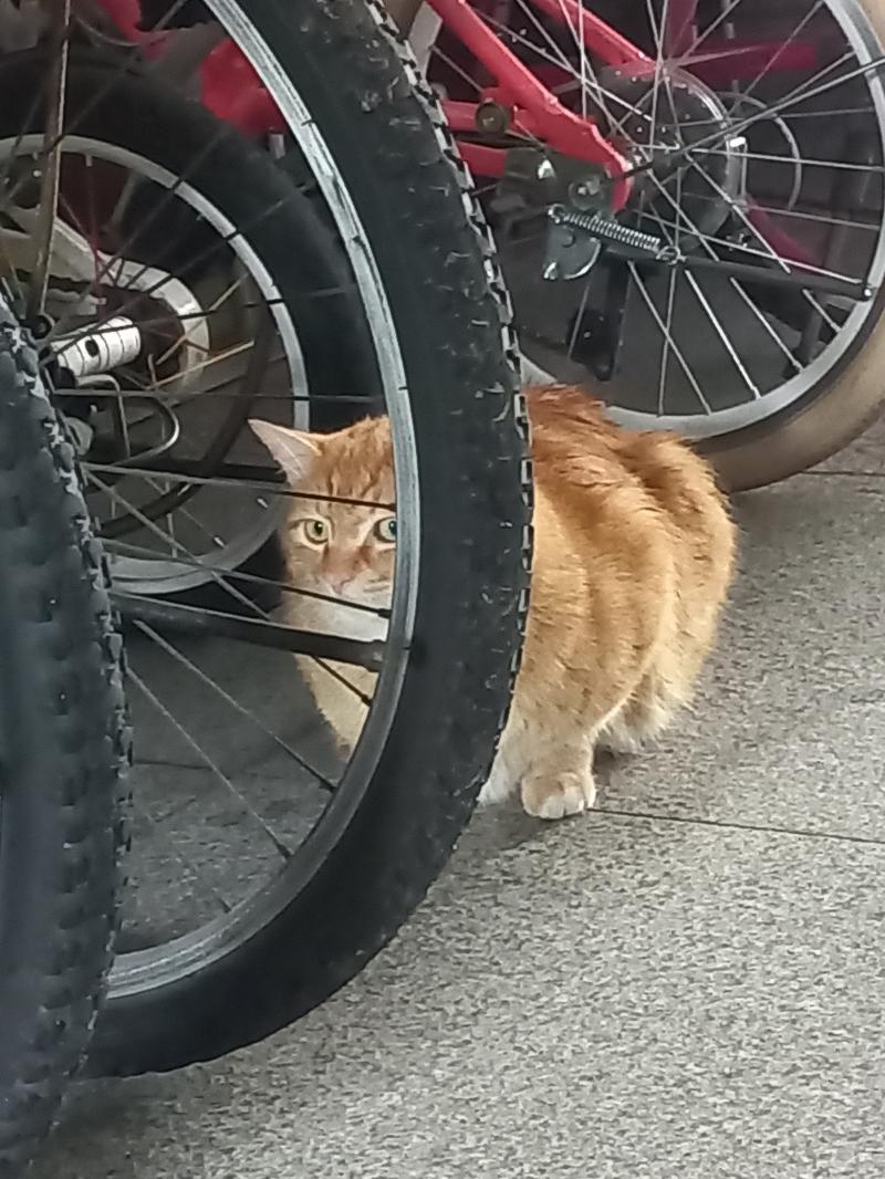 그리고 뭐더라 음 아 오늘도 우리 치즈봐써 이사가묜 못봄ㅠㅜ