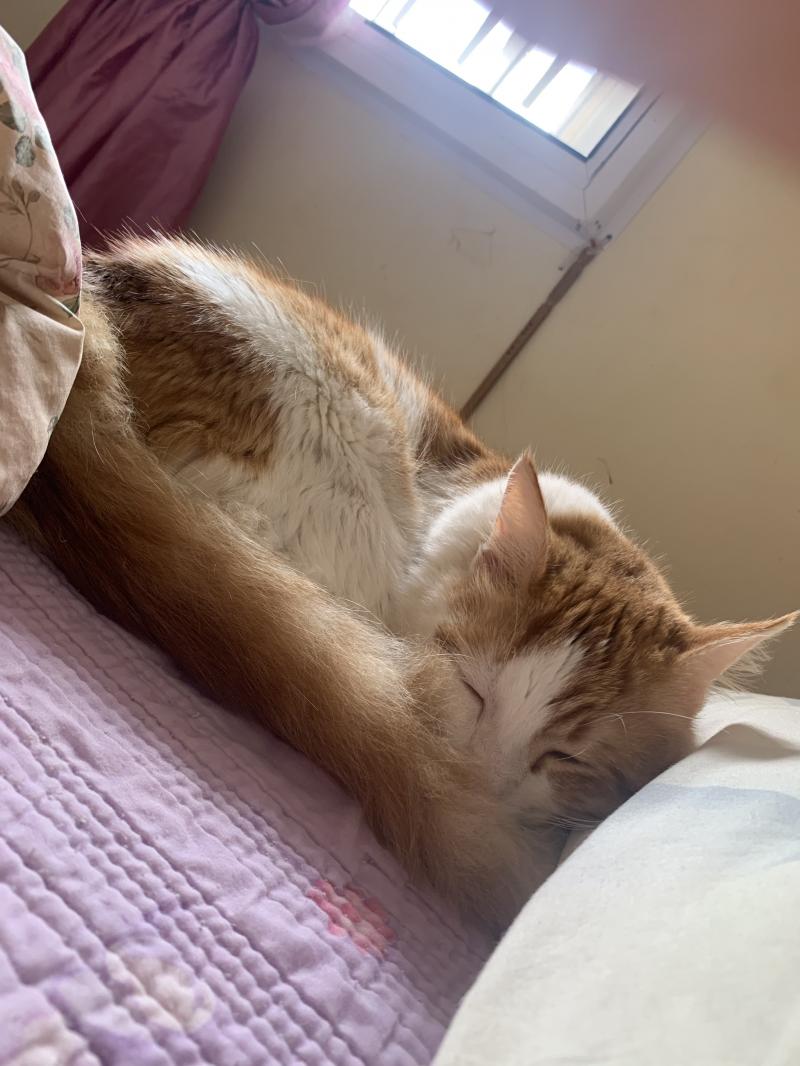 >>6 흙.. 역시 냥이는 잘때가 제일이뻐🐾🧡