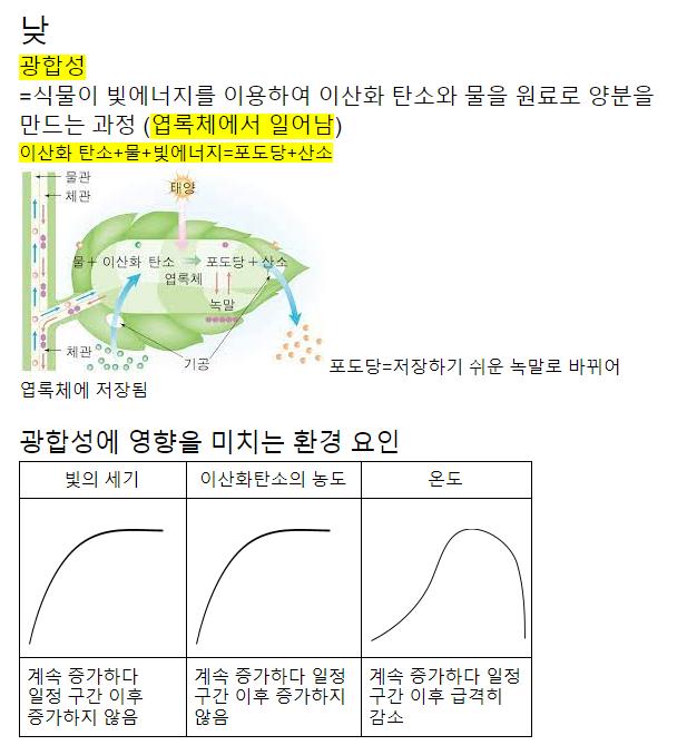 일단 광합성