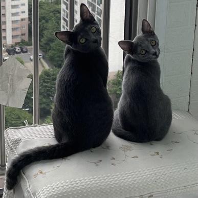 음흉한 우리집 셋째와 그런 셋째한테서 이상한것만 배우는 넷째를 보여주고 가지!!!!! (1,2 와 3의 왼쪽은 셋째 3의 오른쪽 넷째)
