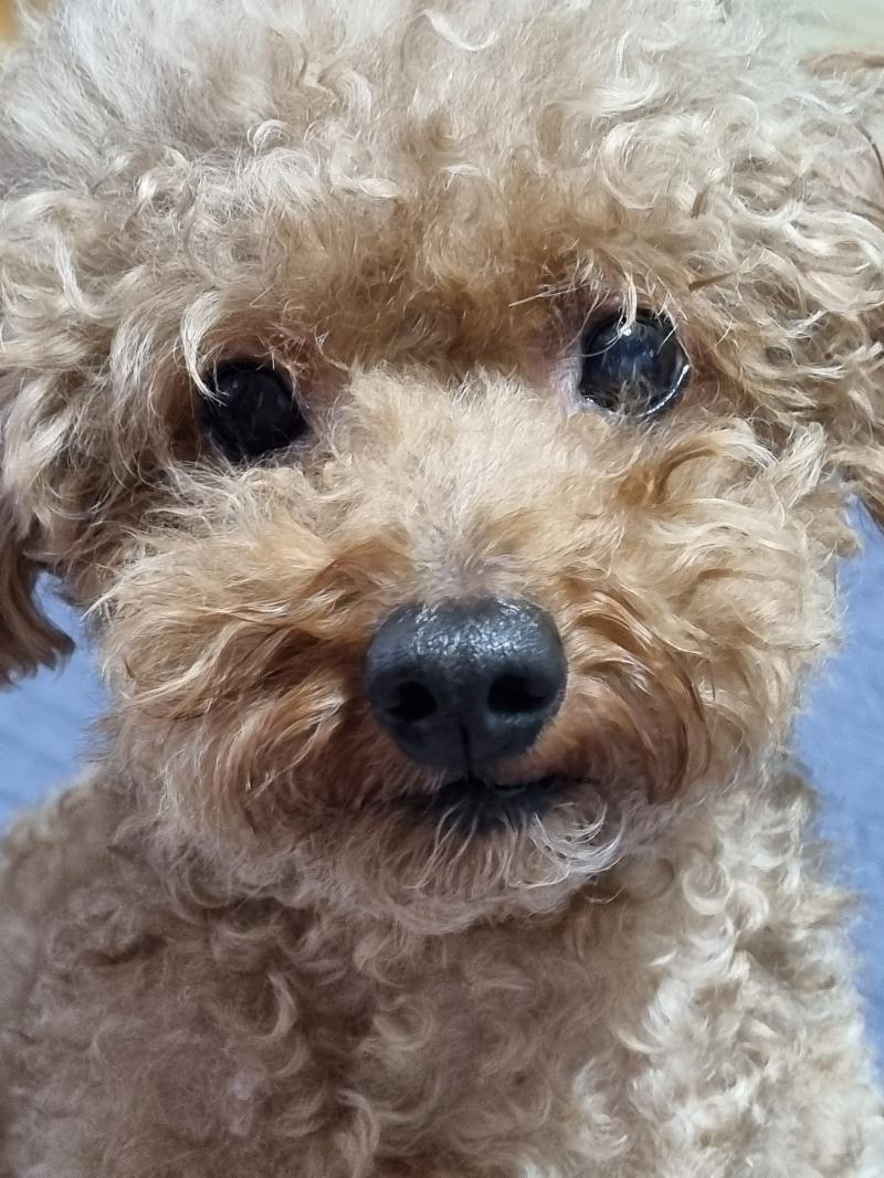 >>49 아이고 아가 너무 예뻐 귀여워 우리 개르신도 갈색푸들인데ㅎㅎ 우리 개르신도 올리고 가!!!