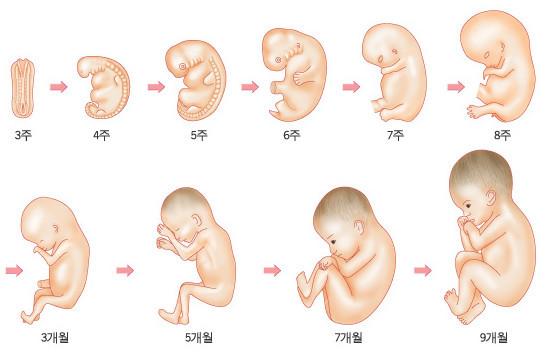 >>265 고통 못 느끼는 건 12주차까지고 우리나라 낙태법은 이전에도 6개월=24주까지, 폐지된 지금은 언제 어느때에도 낙태 가능하게 바뀌었어