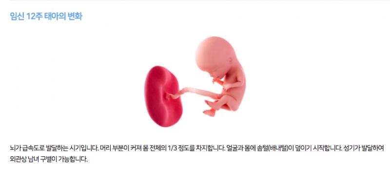 >>265 고통 못 느끼는 건 12주차까지고 우리나라 낙태법은 이전에도 6개월=24주까지, 폐지된 지금은 언제 어느때에도 낙태 가능하게 바뀌었어