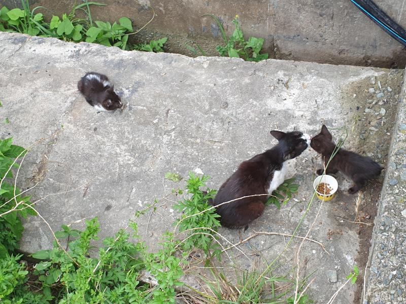 고양이 귀엽지