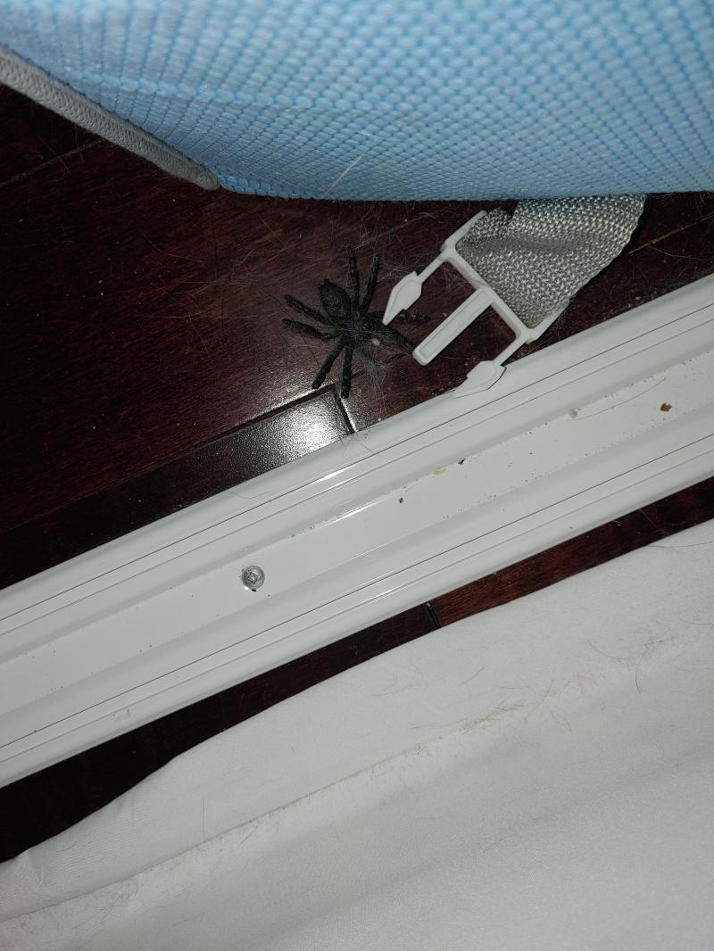 거대 거미 시첸 줄 알았는데 알고보니 왜 샀었는지 모를 장난감이었다.