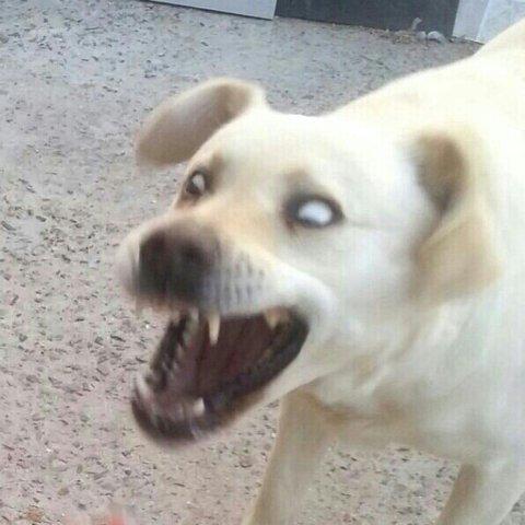 월ㄹ월월월!!컹컹!!월ㄹ르월월월월!!!!!!!!
