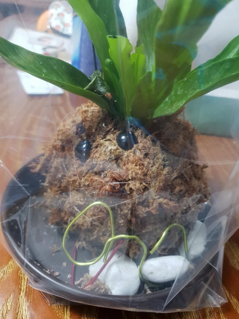 영상콘티짜려는데 앞에 동생이 학교에서 데려온 이상한 괴생명체 잇다 귀엽지?얜 뭘까
