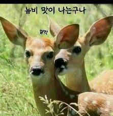 할짝