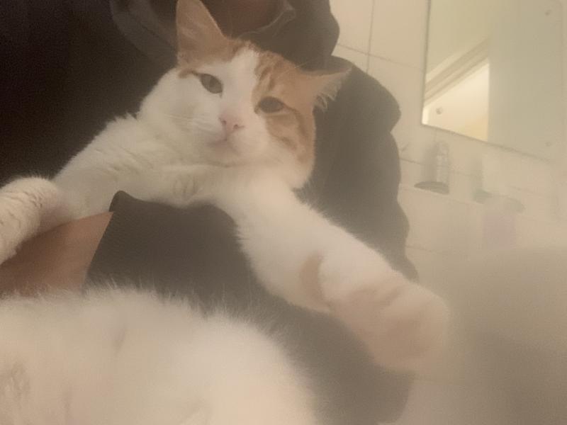 헿