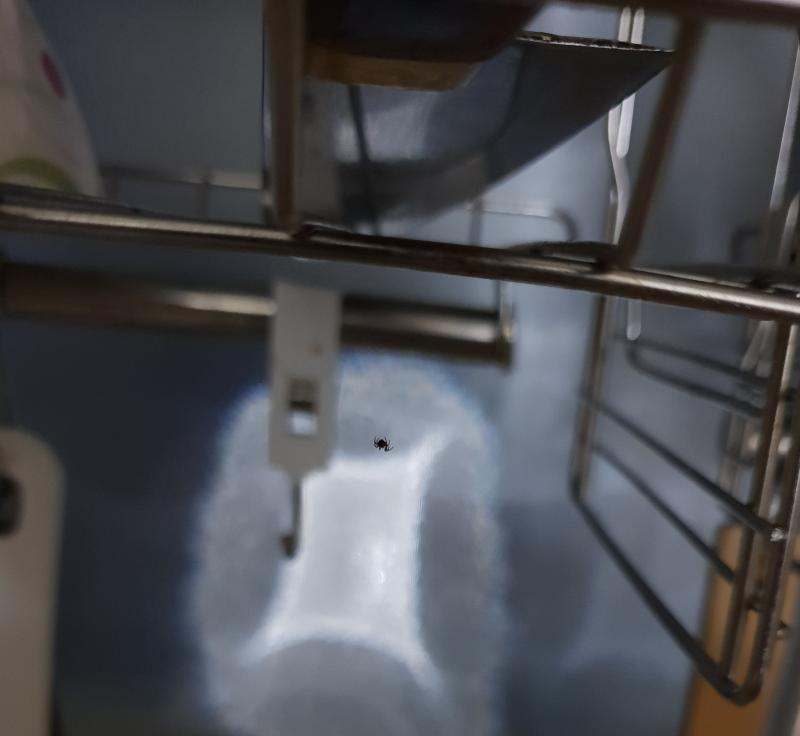 거미 원 다시 돌아왔고... 거미투인지는 모르겠지만 일단 다른 곳에서 발견되었으니 거미 쓰리라고 할게 거미 쓰리는... 식칼밑에 잇어...식칼들
