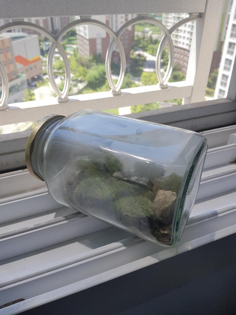 일단 오늘은 만들었으니 두고 봐야 한다. 받은 통에 주워온 돌들을 깔고, 그 위에 이끼를 어느 정도 크기로 쪼개서 물에 적신 뒤 넣는다. 그리고