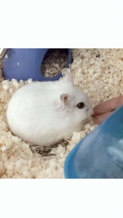 우리집 햄짱이사진 두고갈게