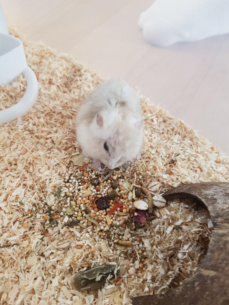 마이 러블리 햄찌🧡🧡🧡