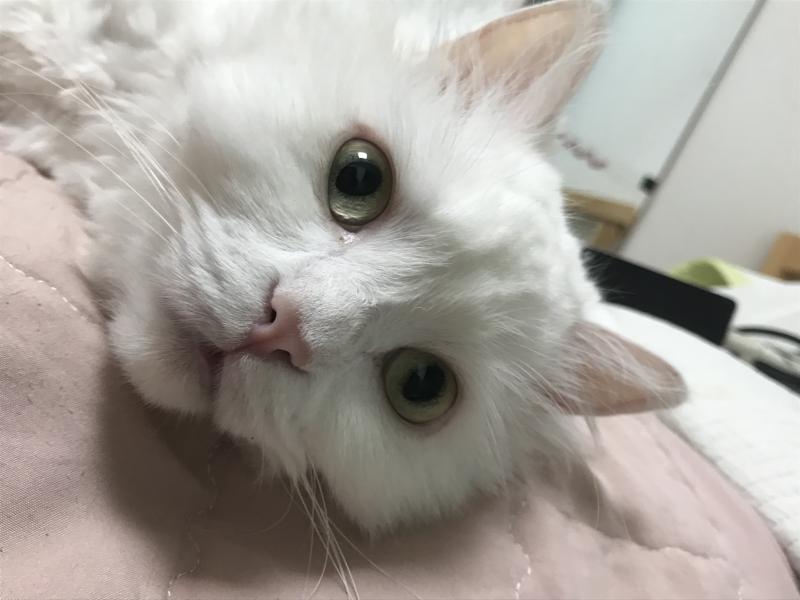 초초랑 미세