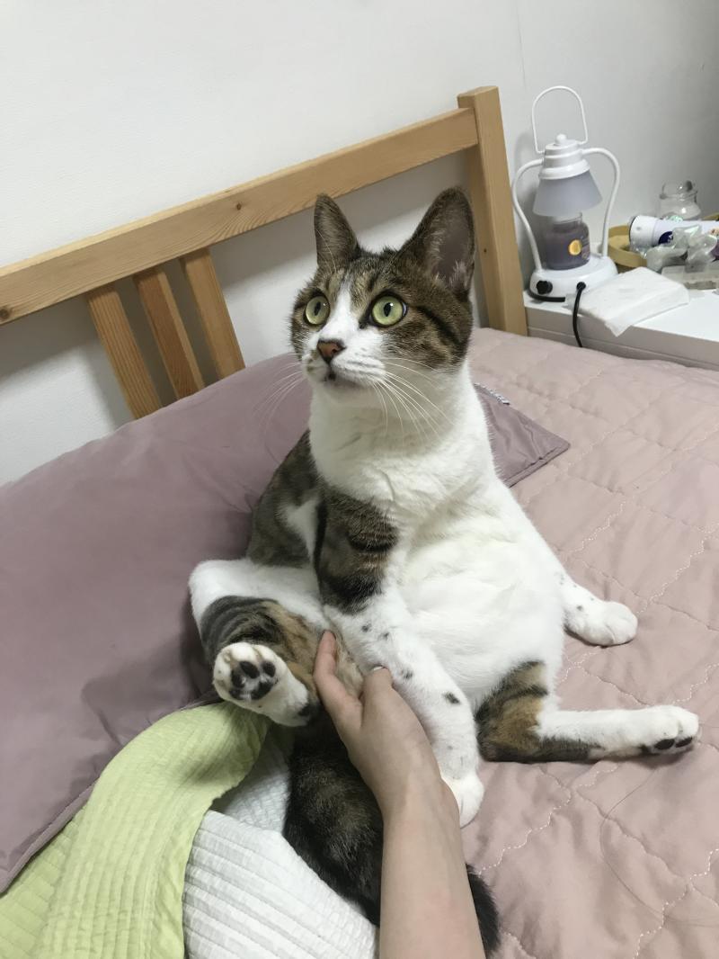 초초랑 미세