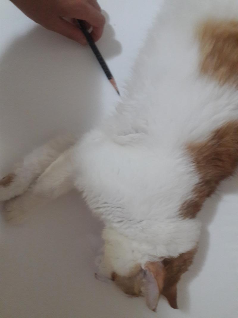 개쩔지