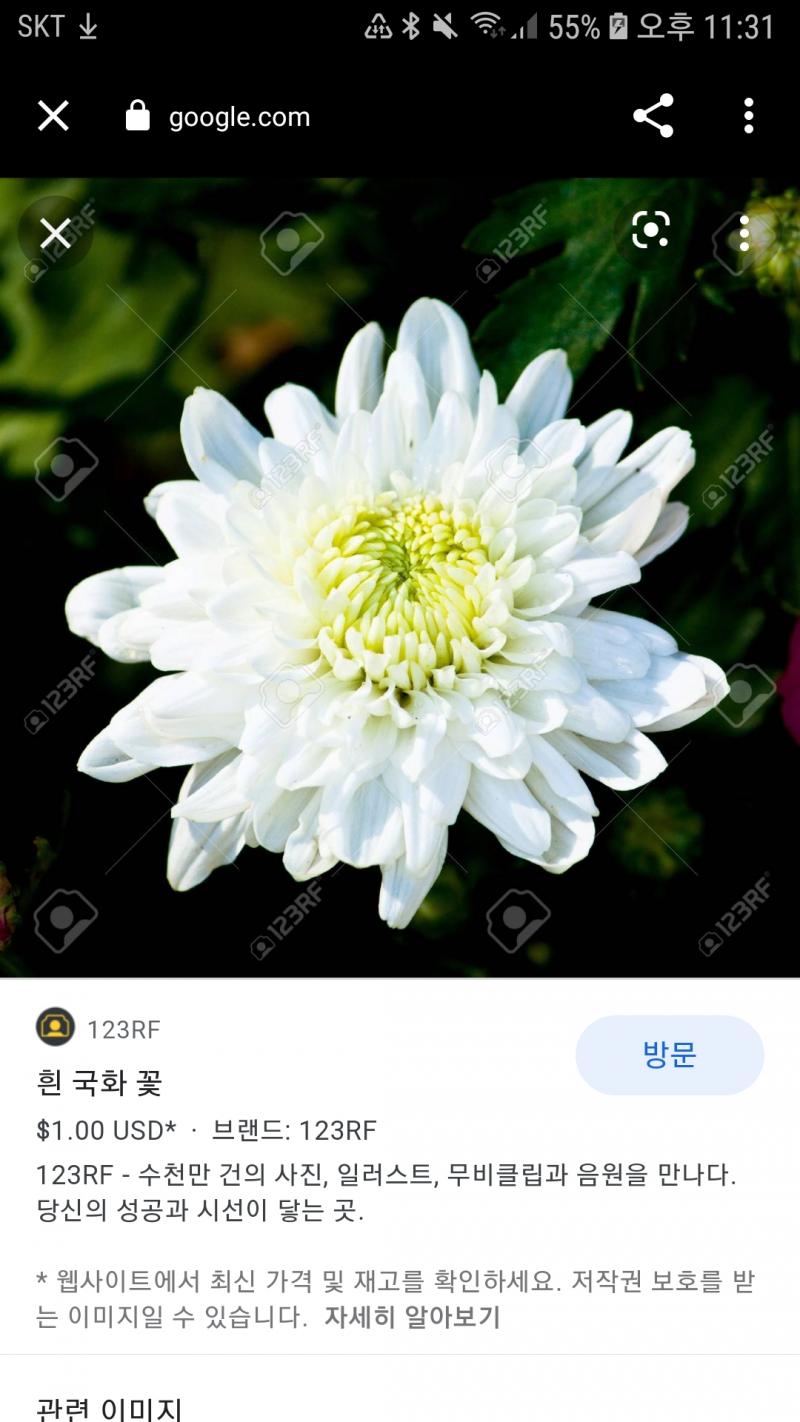 다알리아는 아닝거같아 근데 국화랑 비슷하게생겼다 구글링해도 안나옴..