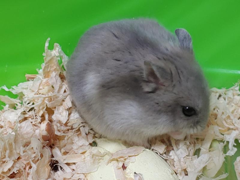 우리 햄찌 그려줄수 있어??