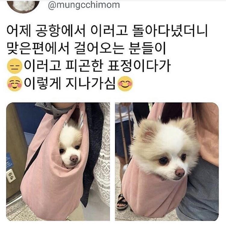마지막 사진은 남극물범?인데 1000마리중 한마리 꼴로 저렇게 인절미색으로 태어난대. 나 양모인형인줄 알고 깜짝 놀랐자나 비현실적 귀여움,,
