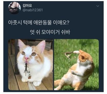 안뇽! 백만년만에 돌아온 스레주얌! 오늘은 동물짤을 올릴게ㅔ