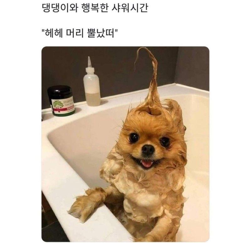안뇽! 백만년만에 돌아온 스레주얌! 오늘은 동물짤을 올릴게ㅔ