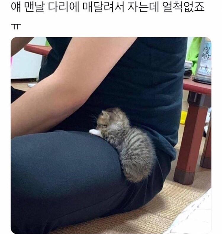 마지막 사진은 남극물범?인데 1000마리중 한마리 꼴로 저렇게 인절미색으로 태어난대. 나 양모인형인줄 알고 깜짝 놀랐자나 비현실적 귀여움,,