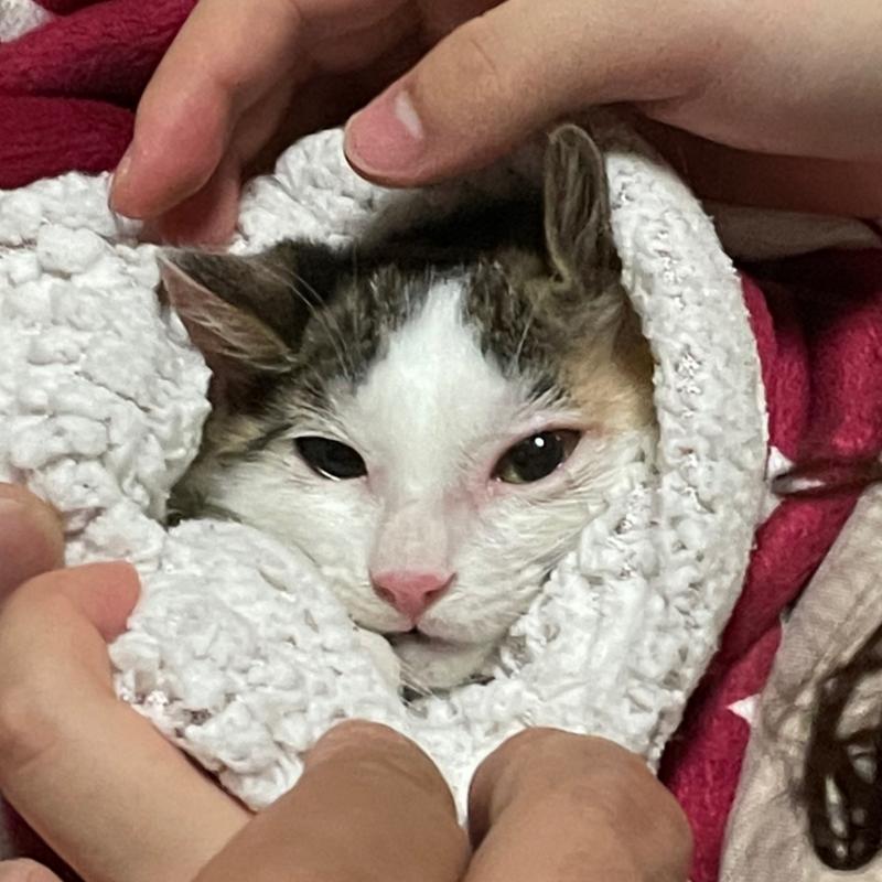 입양하고 집 오는길에 차안에서랑 눈에 안약 넣으려고 담요로 싸고있을때인데 차에서 진짜 눈꼽 심하잖아 근데 지금 엄청 나아졌어