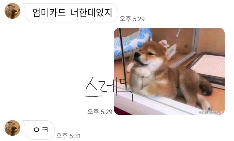 안 궁금할 수도 있지만 엄마랑 이러고 문자함!
