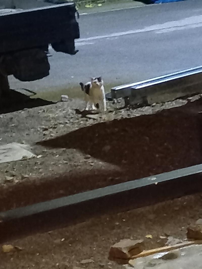 이 고양이 자꾸 우리 집에 보인당