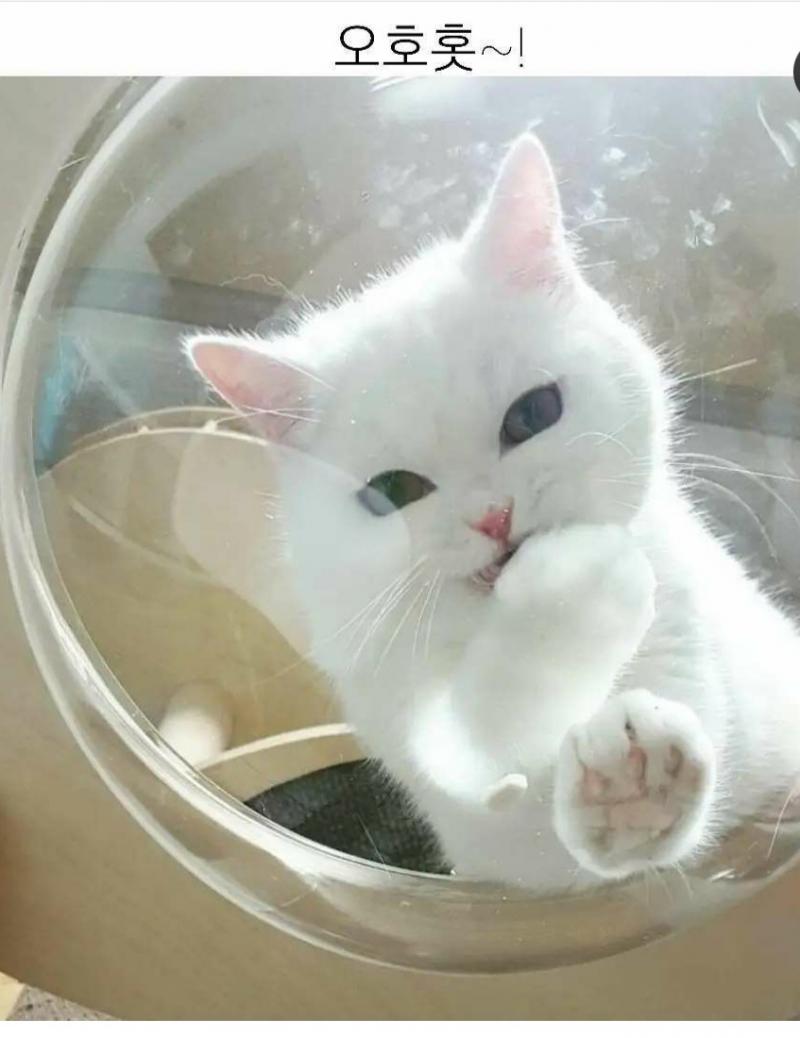 이 고양이 너무 이쁘지않아? 얼굴모양 비율 귀 하며 저 눈썹부분만 약간 더 진한것도 구렇거 핑크색 귀 발바닥 코 앙증맞은 입모양과 다소곳하게 입