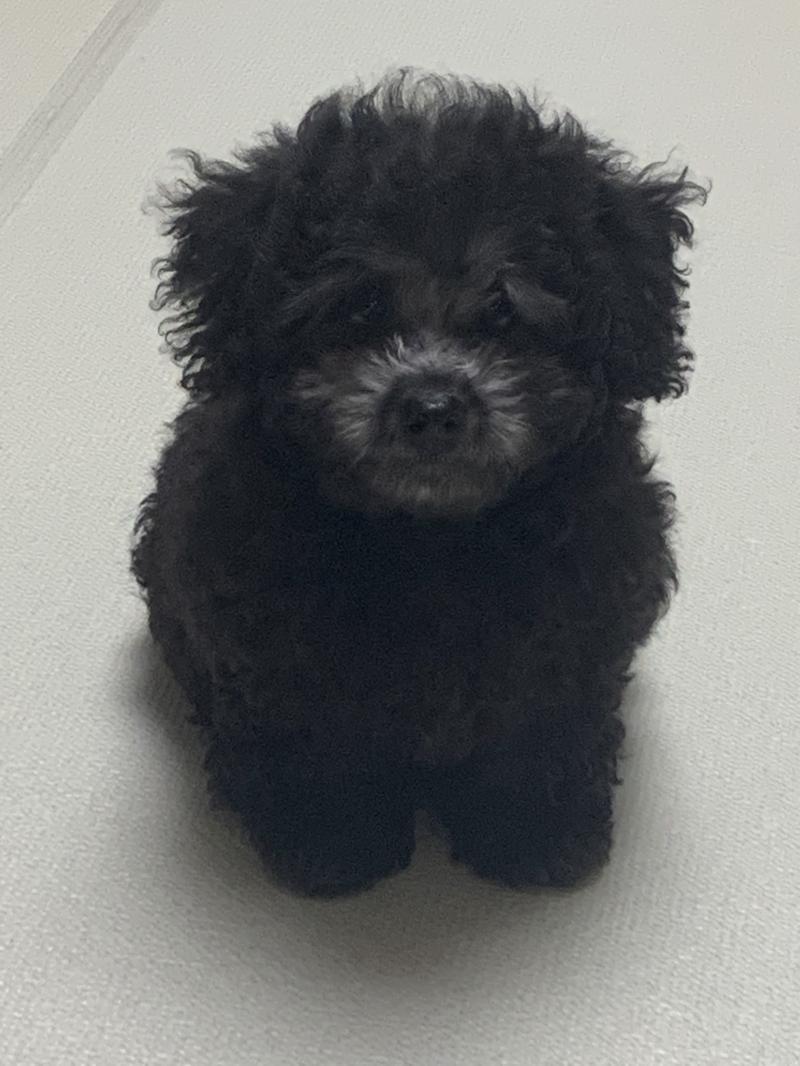귀엽지 않나요? 사진 찍는 덴 영 소질이 없어서.. 낑낑대면서 못 자길래 수면 음악인가.. 틀어주고 옆에 계속 있어줬더니 그제서야 자더라고요.