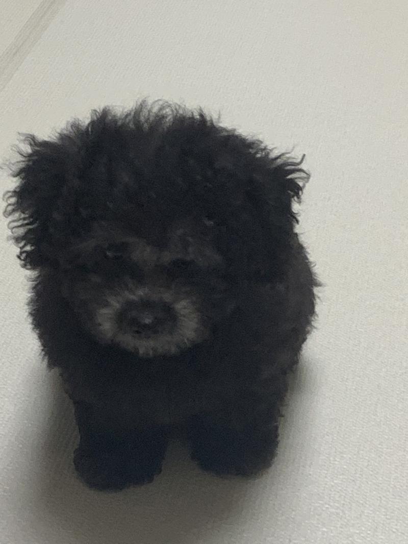 귀엽지 않나요? 사진 찍는 덴 영 소질이 없어서.. 낑낑대면서 못 자길래 수면 음악인가.. 틀어주고 옆에 계속 있어줬더니 그제서야 자더라고요.