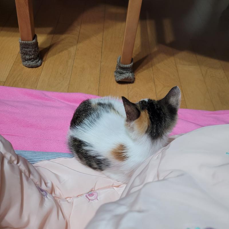 냥통수 귀여워.....