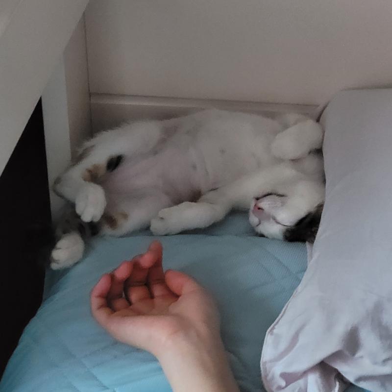 잘때 이렇게 귀여울때도있고