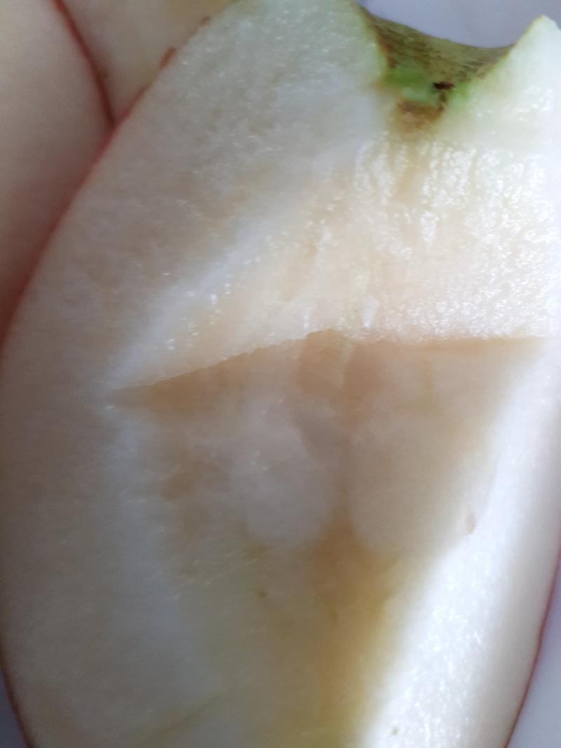 사과쓰