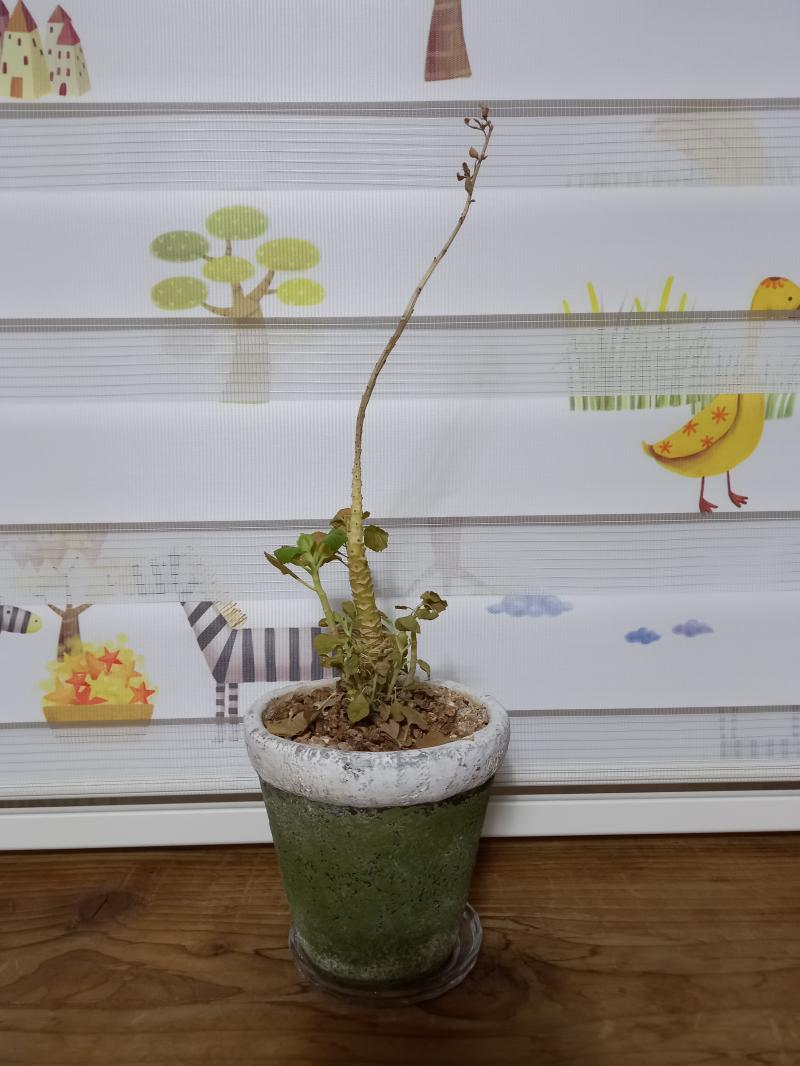 일단 애 살리는 게 급해서 오늘 사진부터 가져왔어... 최근에 물을 못 줘서 애가 너무 시들해졌는데, 지금 저 윗부분을 자르는 게 나은지 화분을