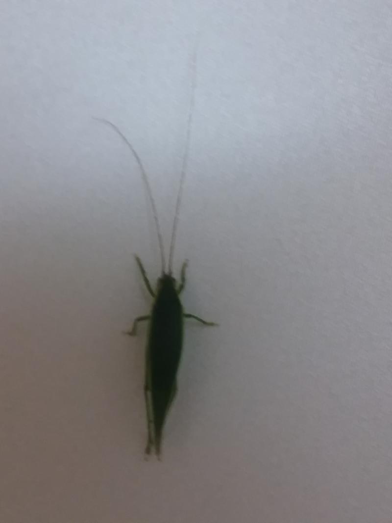 ※벌레 사진 주의※ 또파벌(또 파도 집에 벌레 들어옴) 이젠 덤덤해져서 대강 내다버림 점점 벌레 기록 컬렉션이 되어가고 있는 일기 스레 과연 이